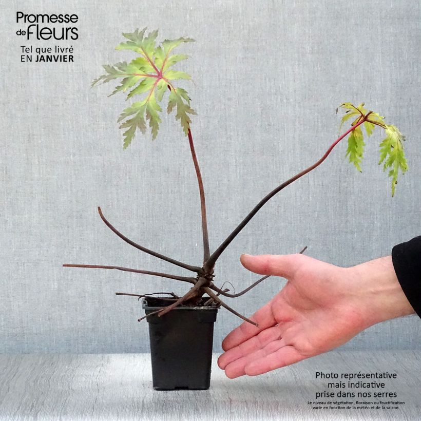 Spécimen de Géranium maderense - Géranium de Madère Godet de 7/8 cm, PERSISTANT tel que livré en hiver