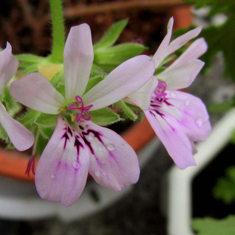 Géranium odorant Rosat - Pelargonium capitatum 1L - Pélargonium à fleurs en tête (Floraison)