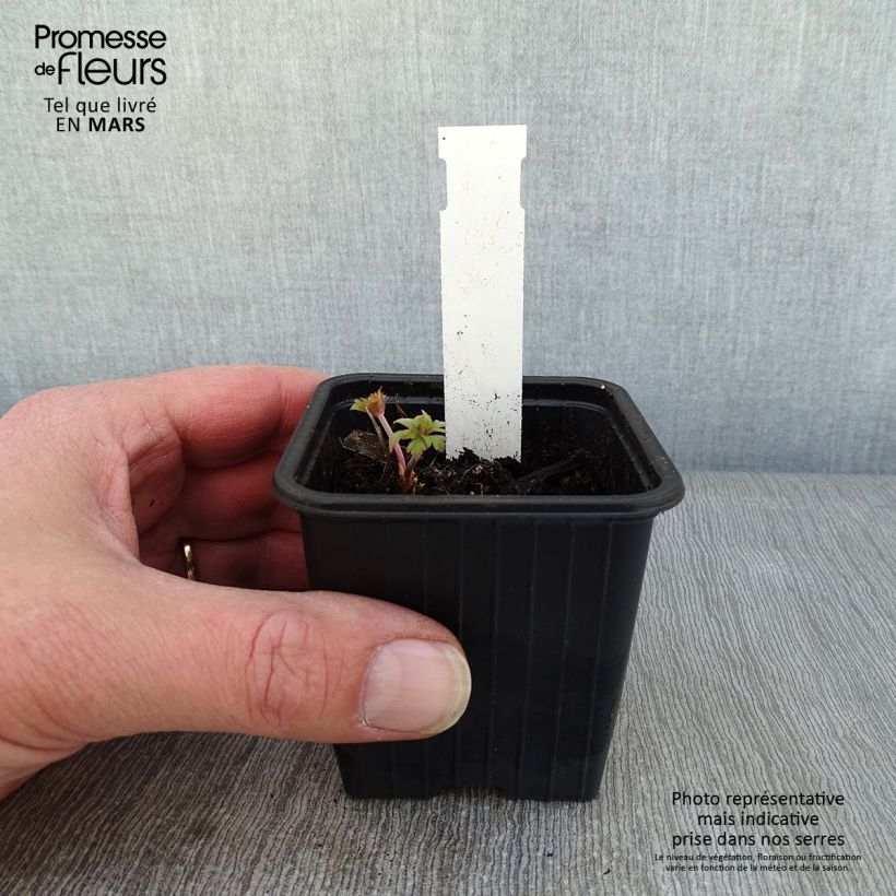 Spécimen de Geranium pratense Else Lacey - géranium des prés Godet de 8/9 cm tel que livré en hiver