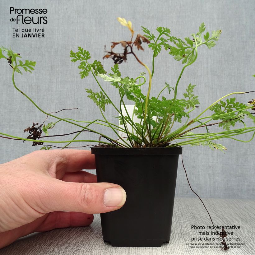 Spécimen de Geranium robertianum - Géranium Herbe à Robert Godet de 8/9 cm tel que livré en hiver