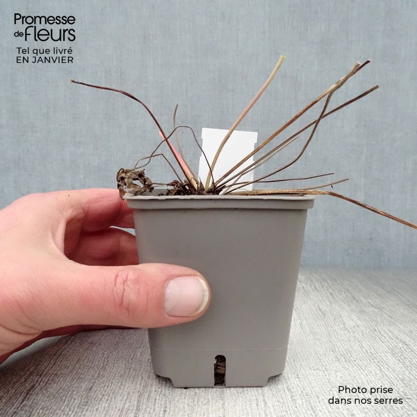 Spécimen de Géranium vivace Anne Thomson Godet de 8/9 cm tel que livré en hiver