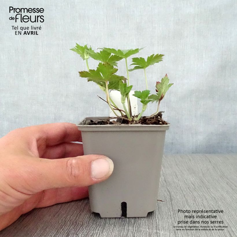 Spécimen de Géranium vivace Anne Thomson Godet de 8/9 cm tel que livré au printemps