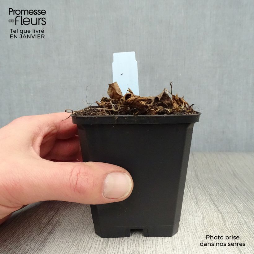 Spécimen de Géranium vivace Azure Rush Godet de 8/9 cm tel que livré en hiver