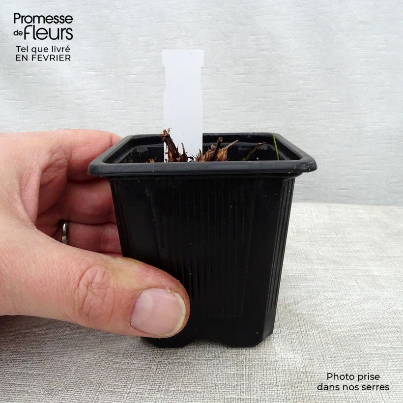 Spécimen de Geranium vivace Blue Cloud Godet de 8/9 cm tel que livré en hiver