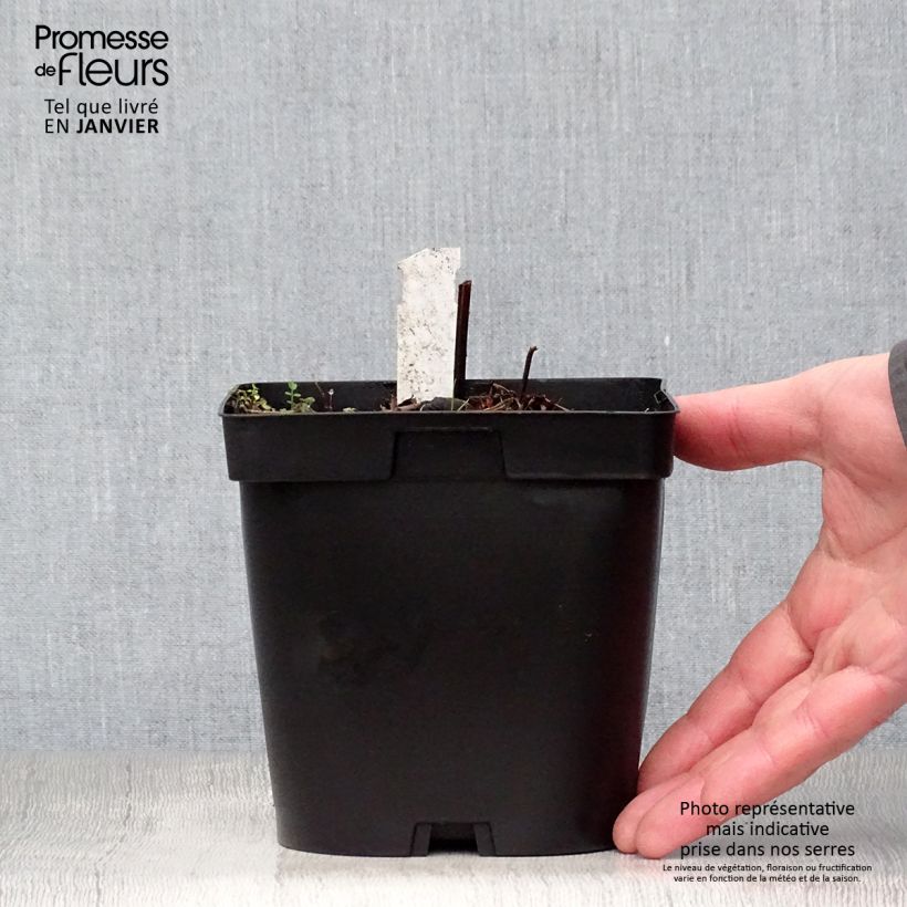 Spécimen de Geranium vivace Blue Cloud Pot de 2L/3L tel que livré en hiver