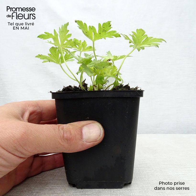 Spécimen de Géranium vivace Blue Sunrise Godet de 8/9 cm tel que livré au printemps