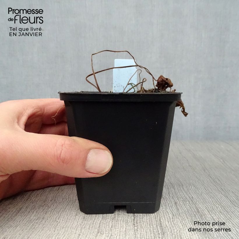 Spécimen de Géranium vivace Blue Sunrise Godet de 8/9 cm tel que livré en hiver