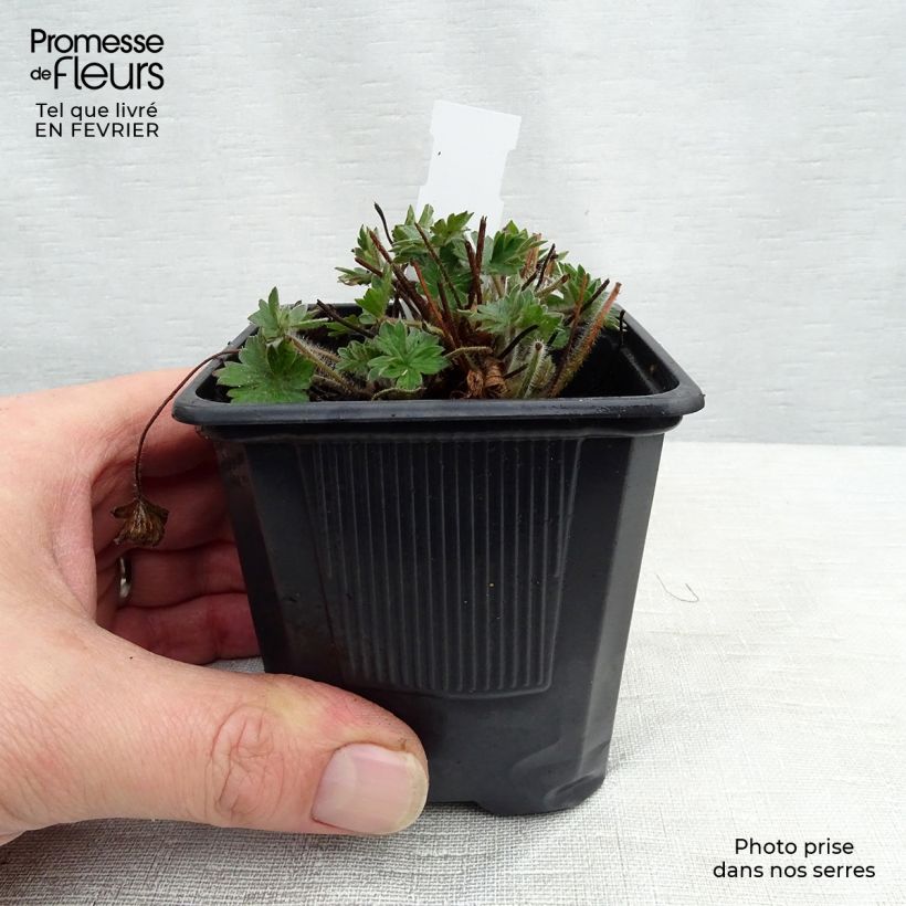 Spécimen de Géranium vivace Blushing Turtle Godet de 8/9 cm tel que livré en hiver