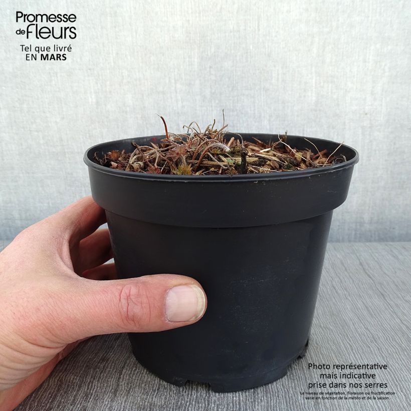 Spécimen de Géranium vivace Blushing Turtle Pot de 2L/3L tel que livré en hiver