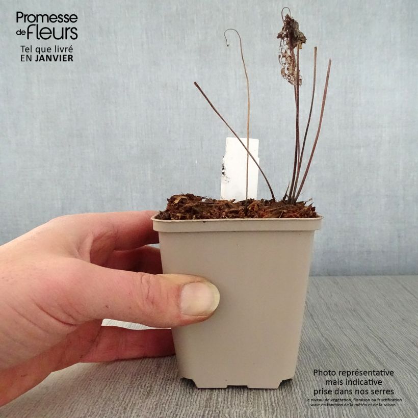 Spécimen de Geranium vivace Chantilly Godet de 8/9 cm tel que livré en hiver