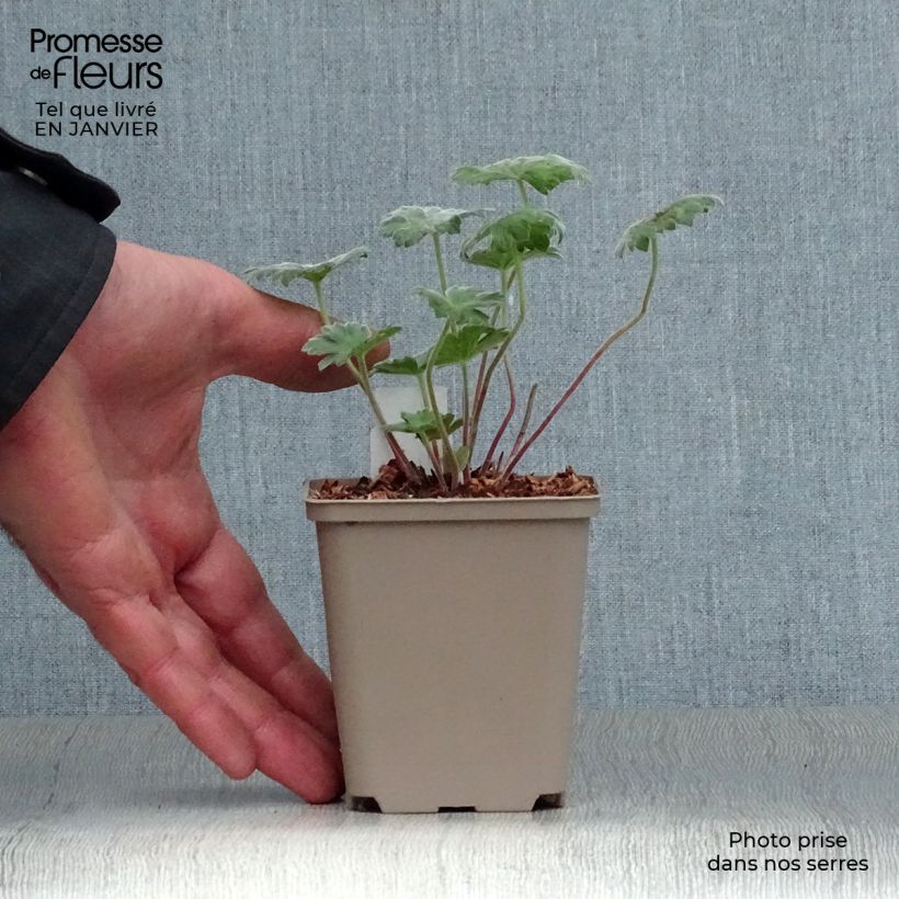 Spécimen de Geranium vivace Coombland White Godet de 8/9 cm tel que livré en hiver