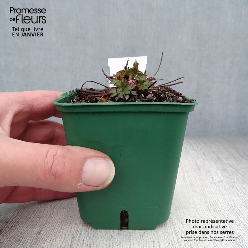 Spécimen de Géranium vivace Dilys Godet de 8/9 cm tel que livré en hiver