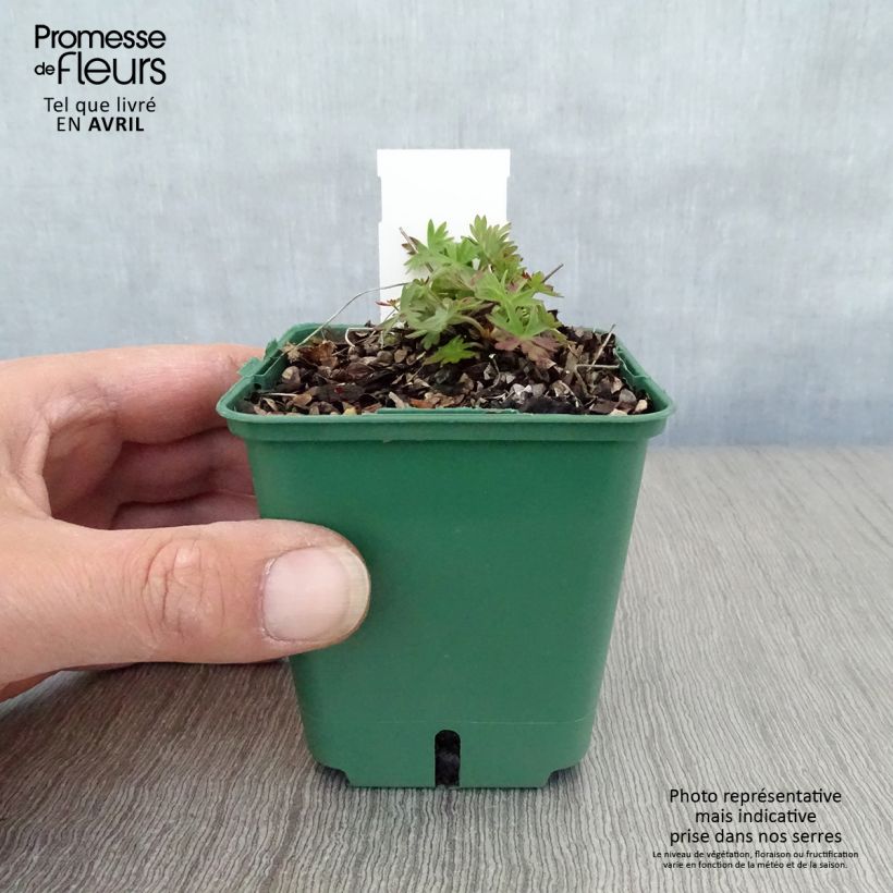 Spécimen de Géranium vivace Dilys Godet de 8/9 cm tel que livré au printemps