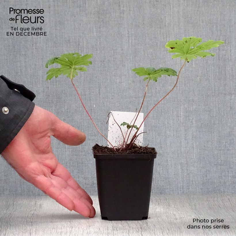 Spécimen de Géranium vivace Dragon Heart Godet de 8/9 cm tel que livré en hiver