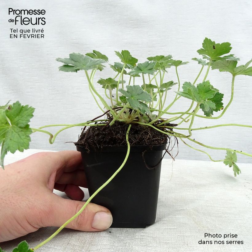 Spécimen de Géranium vivace Dreamland Godet de 8/9 cm tel que livré en hiver