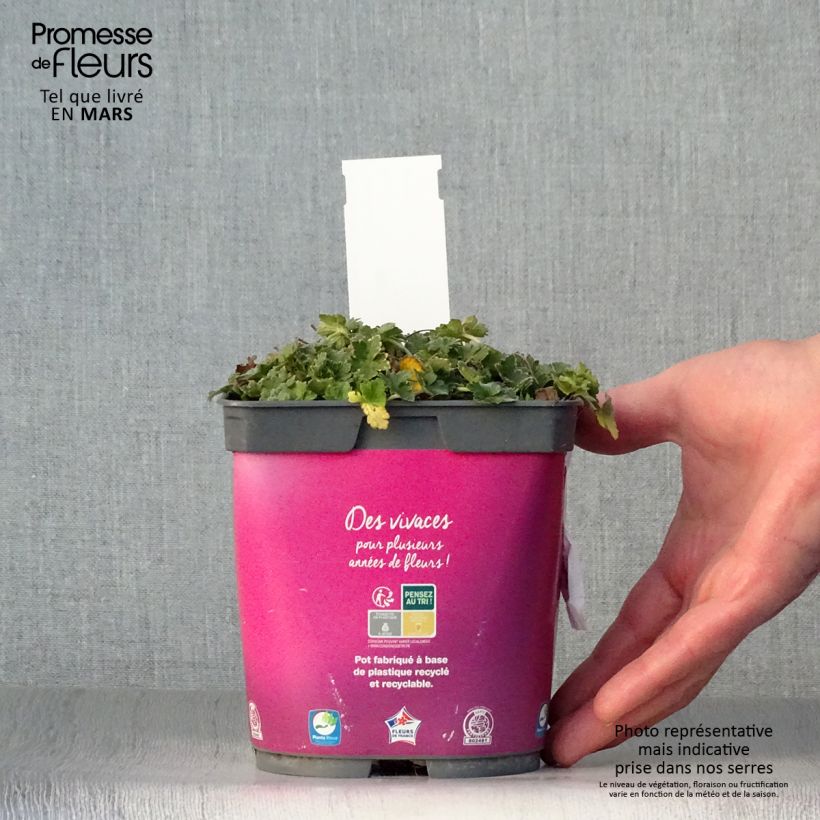 Spécimen de Géranium vivace Dreamland Pot de 2L/3L tel que livré au printemps
