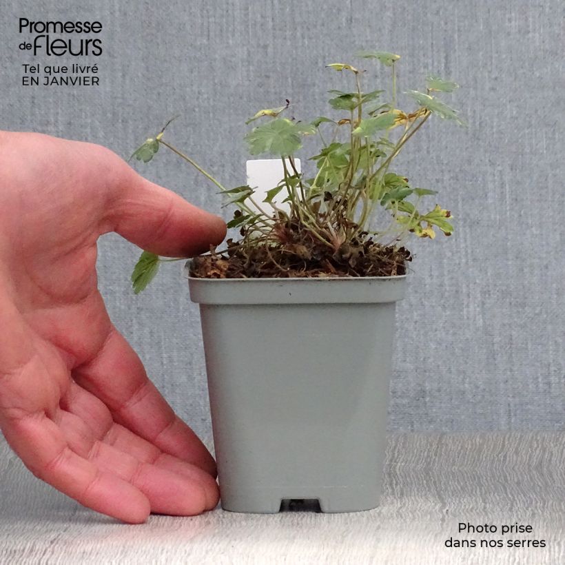 Spécimen de Geranium vivace Dusky Crug Godet de 8/9 cm tel que livré en hiver