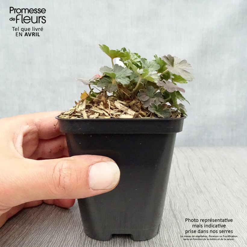 Amostra de Gerânio Dusky Crug - Geranium oxonianum Vaso de 8/9 cm tal como entregue na primavera