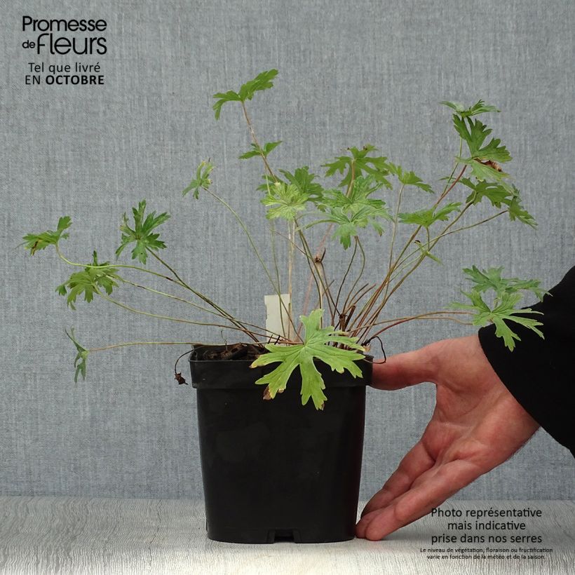 Spécimen de Geranium vivace Johnson's blue Pot de 2L/3L tel que livré en automne