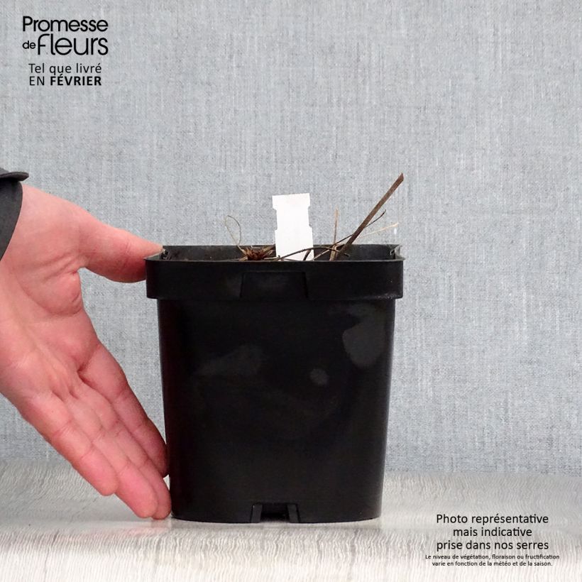 Spécimen de Geranium vivace Johnson's blue Pot de 2L/3L tel que livré en hiver