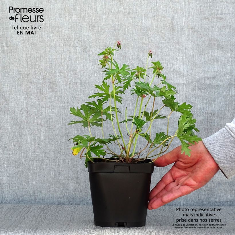 Spécimen de Geranium vivace Johnson's blue Pot de 2L/3L tel que livré au printemps