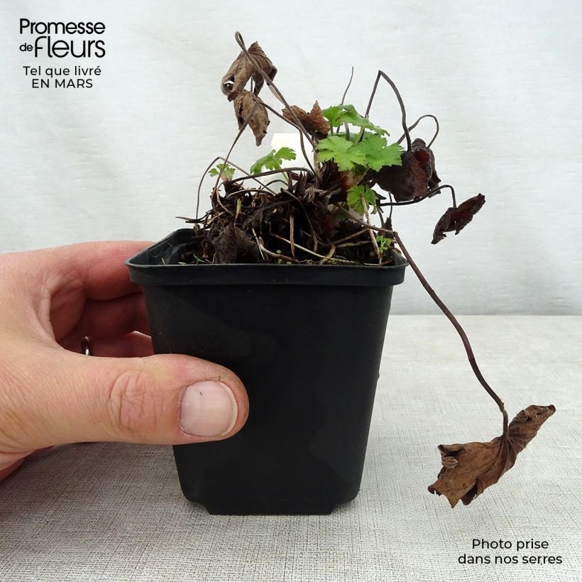Spécimen de Géranium vivace Karen Wouters Godet de 8/9 cm tel que livré au printemps
