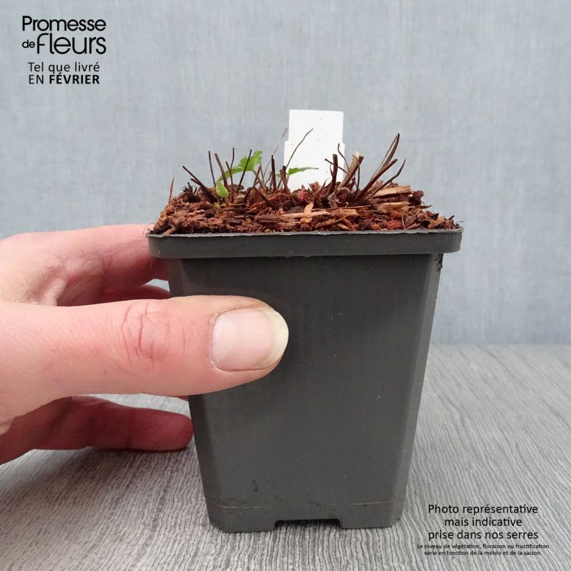 Spécimen de Géranium vivace Karen Wouters Godet de 8/9 cm tel que livré en hiver