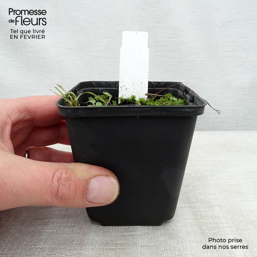 Spécimen de Géranium vivace Lea Godet de 8/9 cm tel que livré en hiver