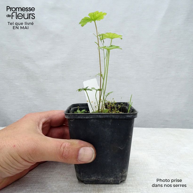 Spécimen de Géranium vivace Lea Godet de 8/9 cm tel que livré au printemps