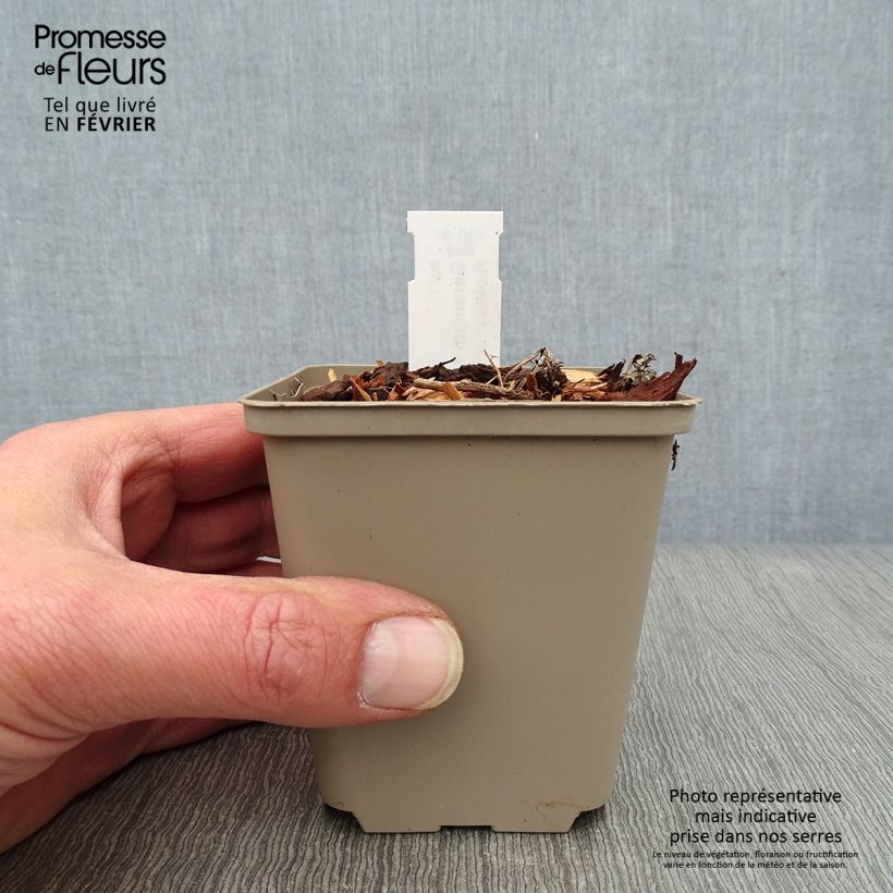 Spécimen de Geranium vivace Lilac Ice Godet de 8/9 cm tel que livré en hiver