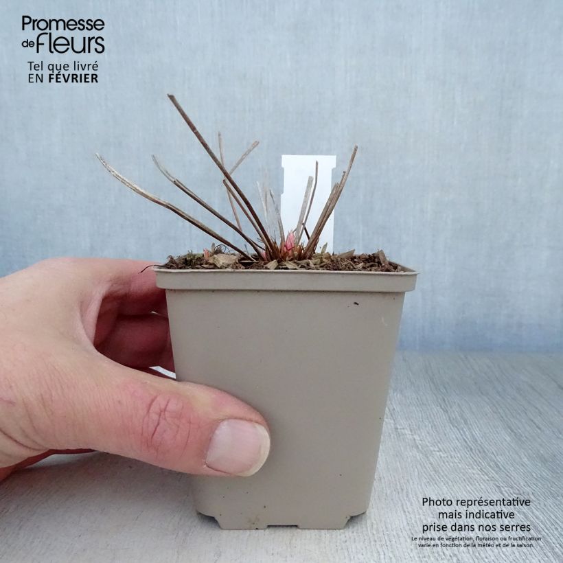 Spécimen de Geranium vivace Nimbus Godet de 8/9 cm tel que livré en hiver