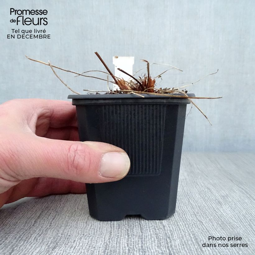 Spécimen de Géranium vivace Orion Godet de 8/9 cm tel que livré en hiver