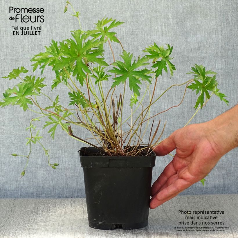 Spécimen de Géranium vivace Orion Pot de 2L/3L tel que livré en été