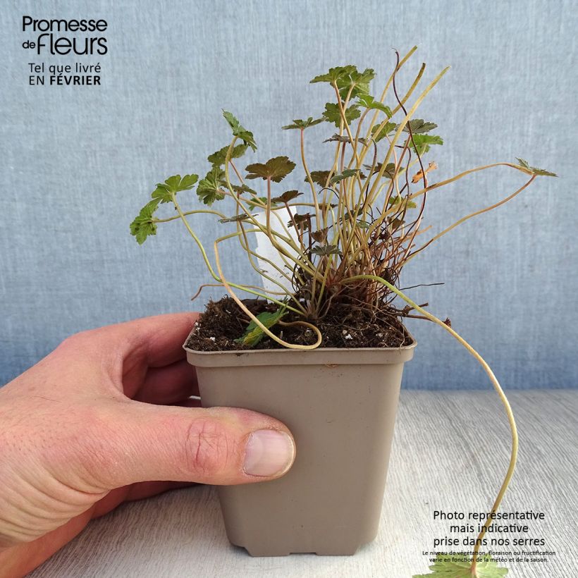 Spécimen de Géranium vivace Orkney Cherry® Godet de 8/9 cm tel que livré en hiver