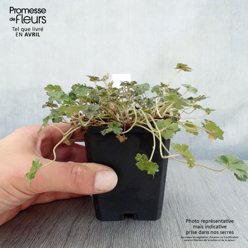 Spécimen de Géranium vivace Orkney Cherry® Godet de 8/9 cm tel que livré au printemps