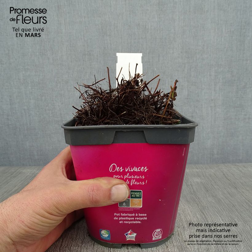 Spécimen de Géranium vivace Orkney Cherry® Pot de 1,5L/2L tel que livré en hiver