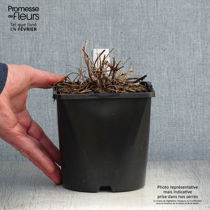 Spécimen de Géranium vivace Patricia Pot de 1,5L/2L tel que livré en hiver