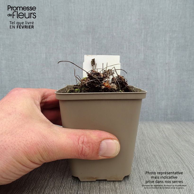 Spécimen de Géranium vivace Philippe Vapelle Godet de 8/9 cm tel que livré en hiver