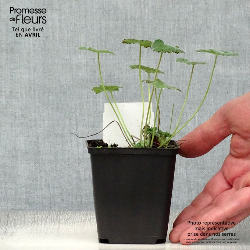 Spécimen de Géranium vivace Philippe Vapelle Godet de 8/9 cm tel que livré au printemps