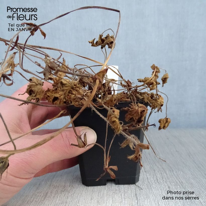 Spécimen de Géranium vivace Pink Penny Godet de 8/9 cm tel que livré en hiver