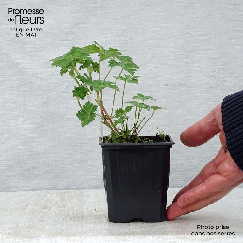 Spécimen de Géranium vivace Rise and Shine Godet de 8/9 cm tel que livré au printemps