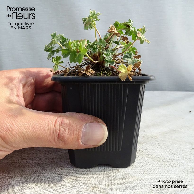 Spécimen de Geranium vivace Rothbury Gem Godet de 8/9 cm tel que livré en hiver