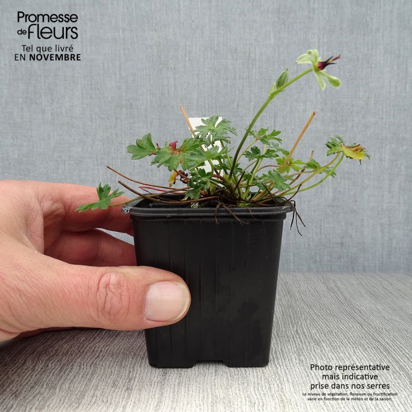 Spécimen de Geranium vivace Rothbury Gem Godet de 8/9 cm tel que livré en automne