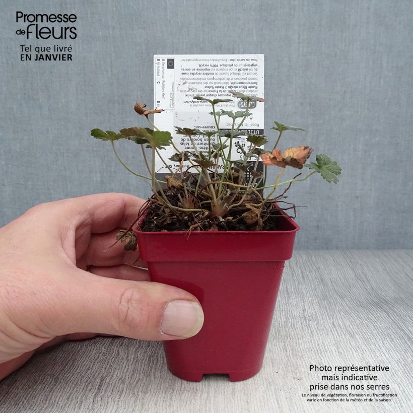 Spécimen de Géranium vivace Rothbury Red Godet de 8/9 cm tel que livré en hiver