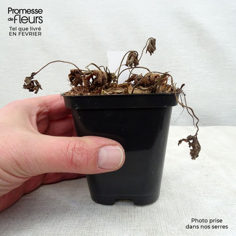 Spécimen de Géranium vivace Rozanne Godet de 8/9 cm tel que livré en hiver