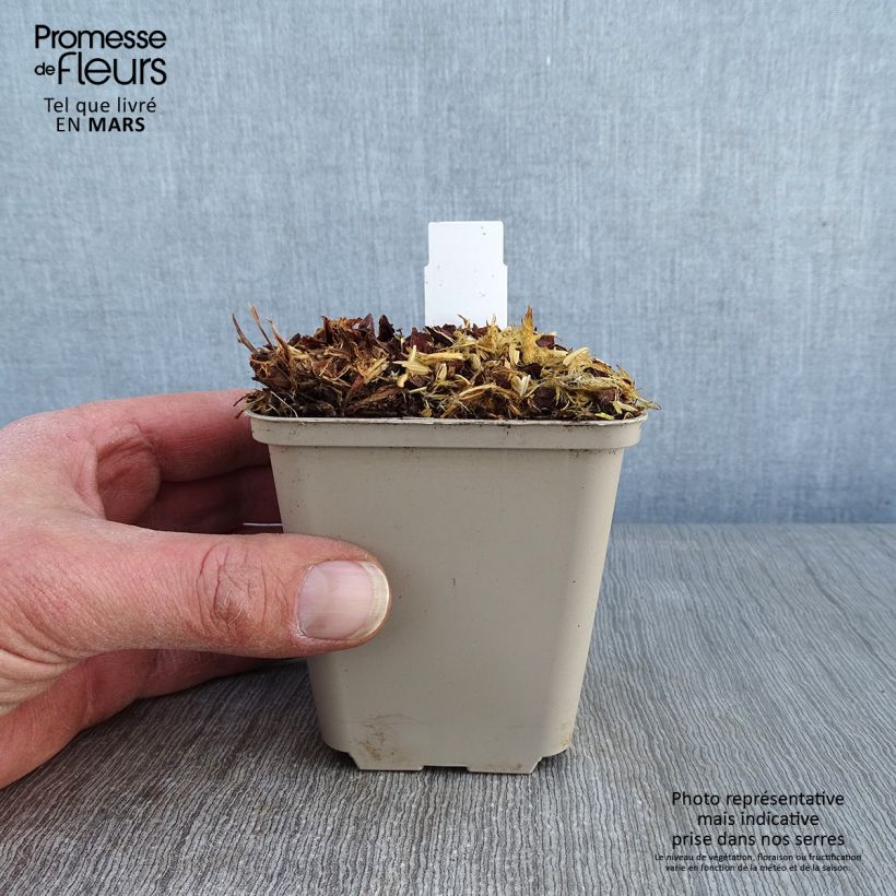 Spécimen de Géranium vivace Sabani Blue Godet de 8/9 cm tel que livré en hiver