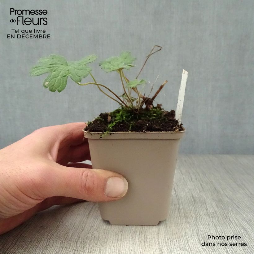 Spécimen de Géranium vivace Salomé Godet de 8/9 cm tel que livré en hiver