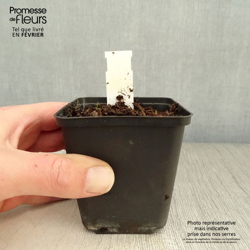 Spécimen de Geranium vivace Silvia's surprise Godet de 8/9 cm tel que livré en hiver
