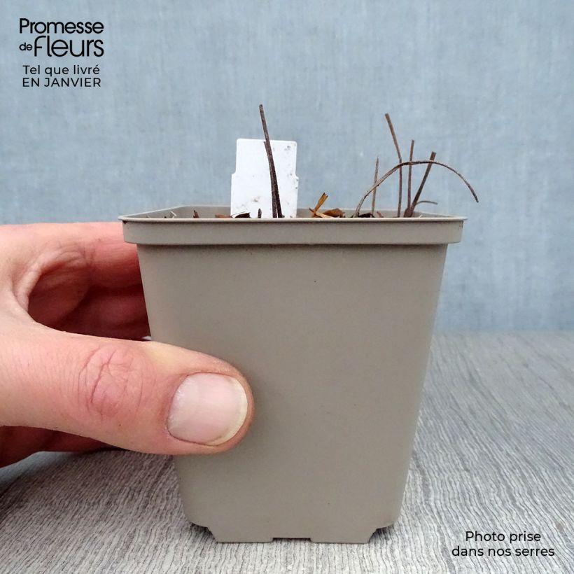 Spécimen de Géranium vivace Sirak Godet de 8/9 cm tel que livré en hiver