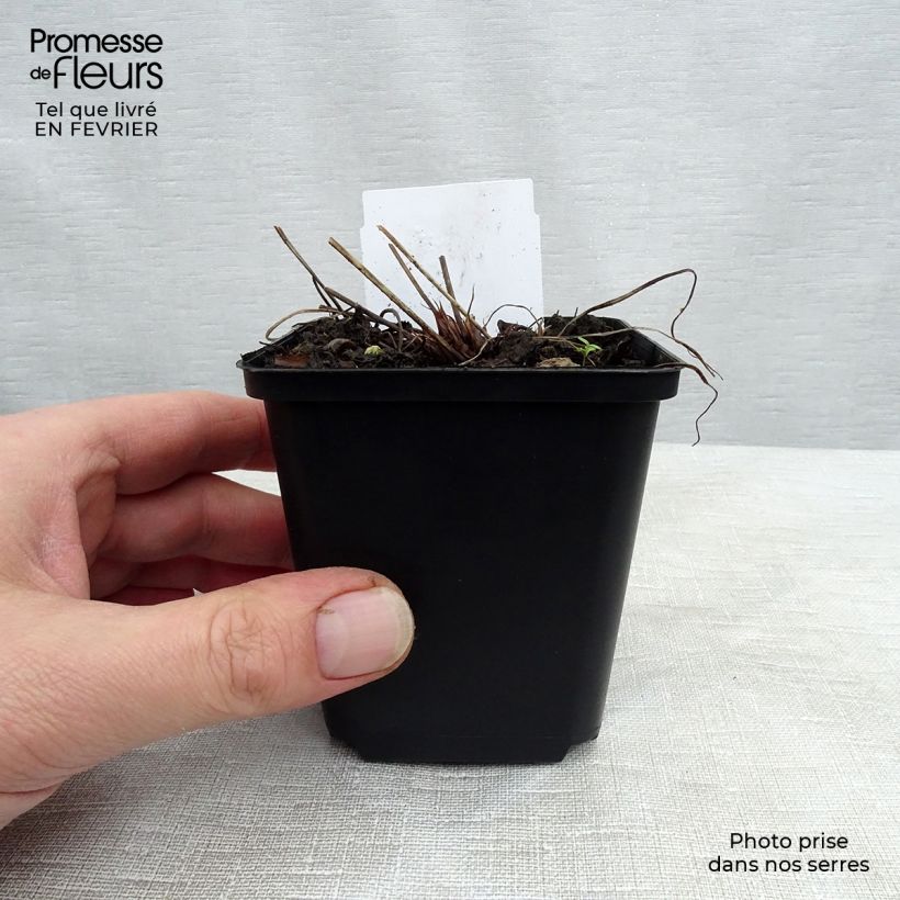 Spécimen de Géranium vivace Spinners Godet de 8/9 cm tel que livré en hiver